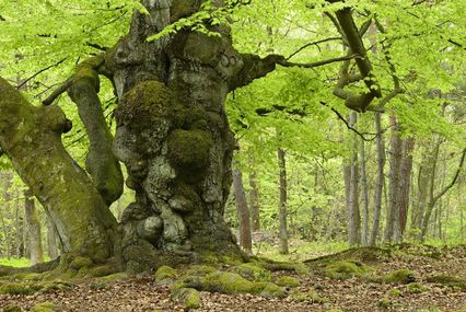 Nationaalpark Kellerwald