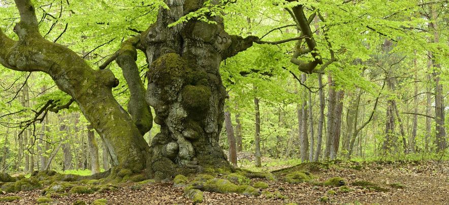 Ferienpark Frankenau Kellerwald Edersee